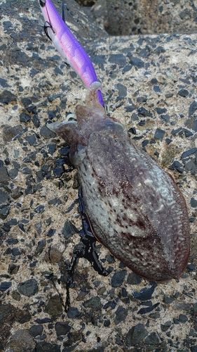 コウイカの釣果