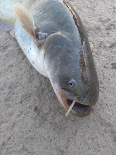 ナマズの釣果