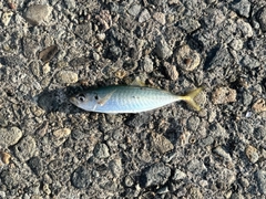 マルアジの釣果