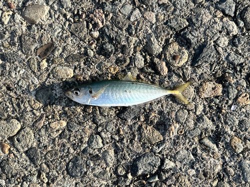 マルアジの釣果