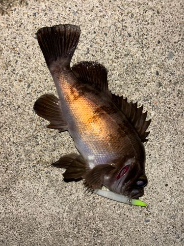 クロメバルの釣果