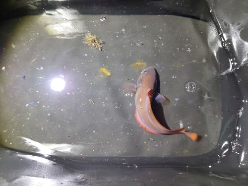 ドンコの釣果