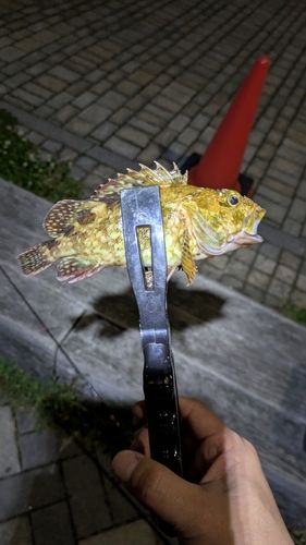 カサゴの釣果