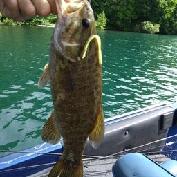 スモールマウスバス