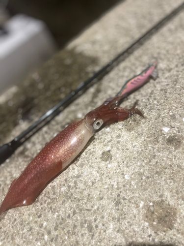 ササイカの釣果