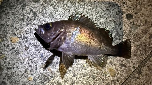 メバルの釣果