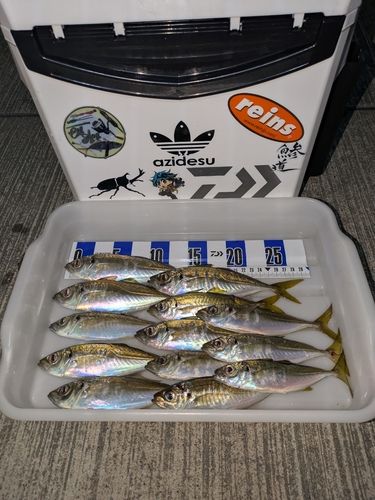 アジの釣果