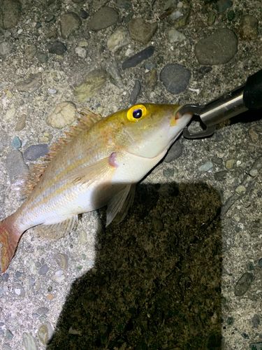 釣果