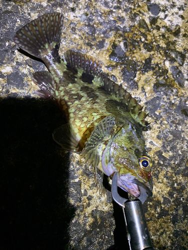 アラカブの釣果