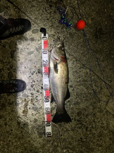 ヒラスズキの釣果