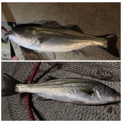 シーバスの釣果