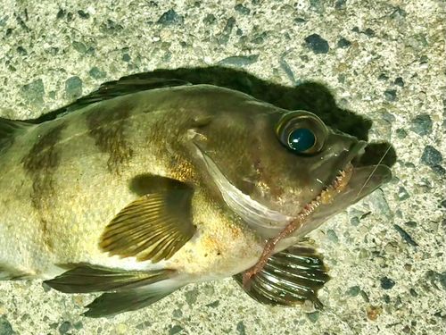 メバルの釣果