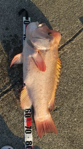 コブダイの釣果