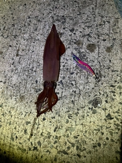 ケンサキイカの釣果