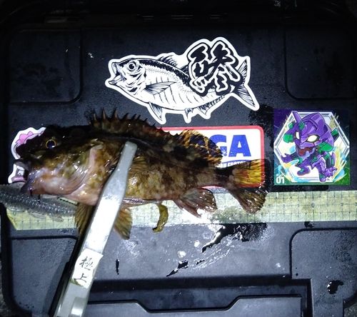 カサゴの釣果