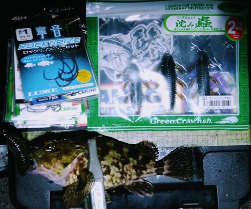 カサゴの釣果