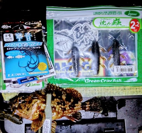 カサゴの釣果