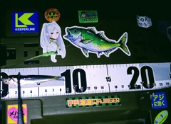 カタクチイワシの釣果