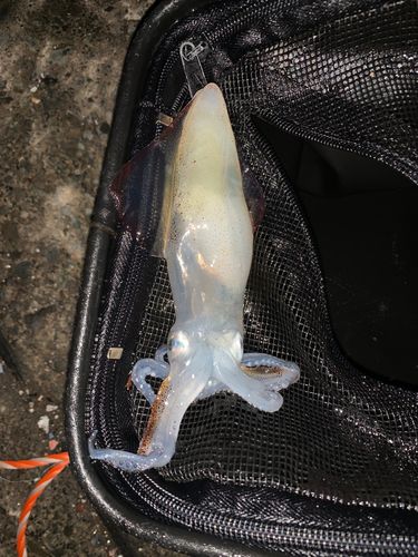 マメイカの釣果