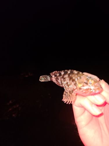 アラカブの釣果