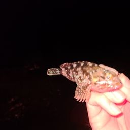 アラカブ
