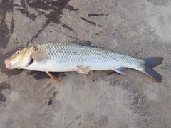 ニゴイの釣果