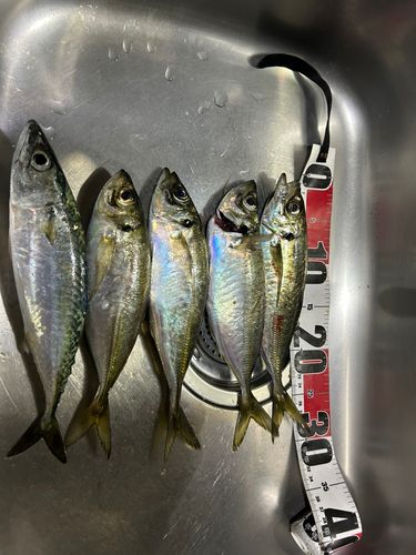 アジの釣果