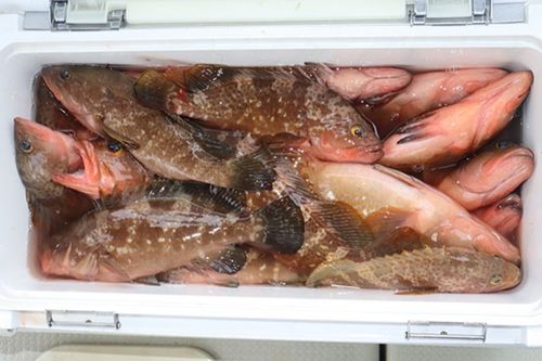 アコウの釣果