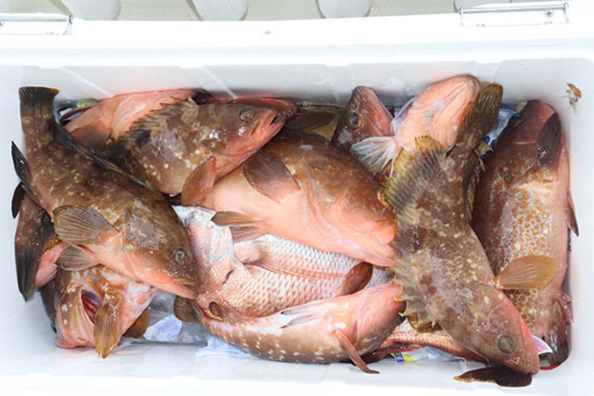 A船長さんの釣果 2枚目の画像