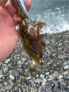 オオモンハタの釣果