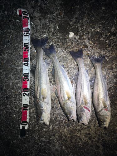 シーバスの釣果