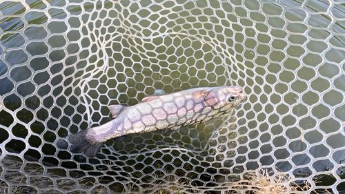 ニジマスの釣果