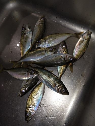 アジの釣果
