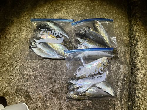 アジの釣果
