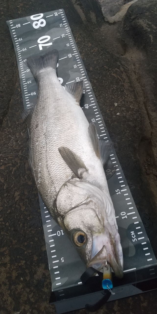 Amazon | シマノ(SHIMANO) ロッド ネッサ BB S1102MMH 遠投