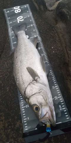 ヒラスズキの釣果