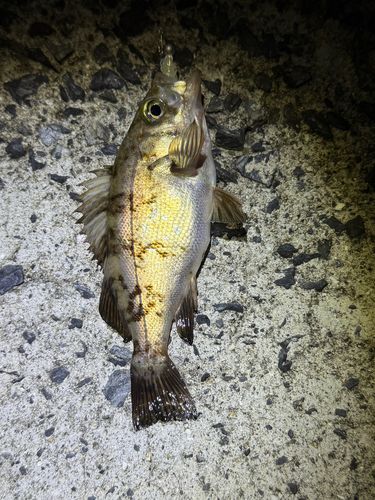 メバルの釣果