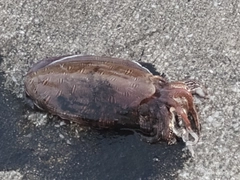 モンゴウイカの釣果