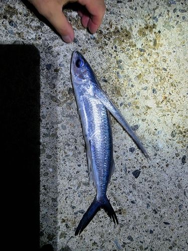 動鳴気漁港