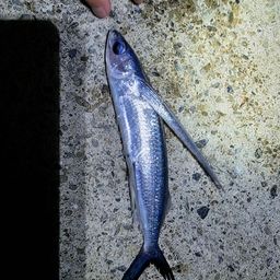 トビウオ
