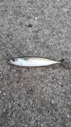 ゴマサバの釣果