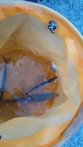 カタクチイワシの釣果