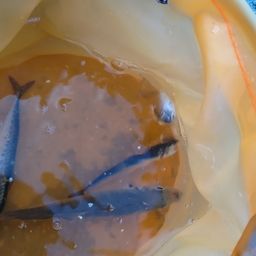 カタクチイワシ