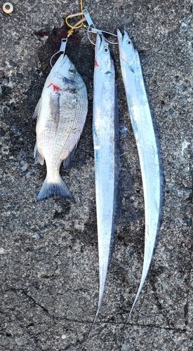 タチウオの釣果