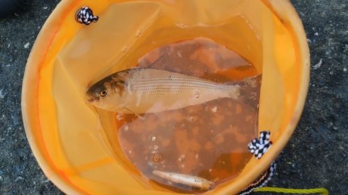 コノシロの釣果