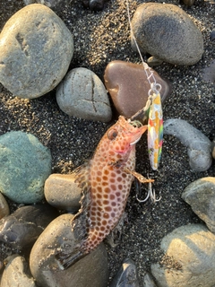オオモンハタの釣果