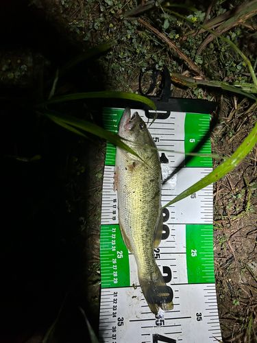 ブラックバスの釣果