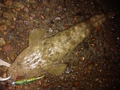 マゴチの釣果