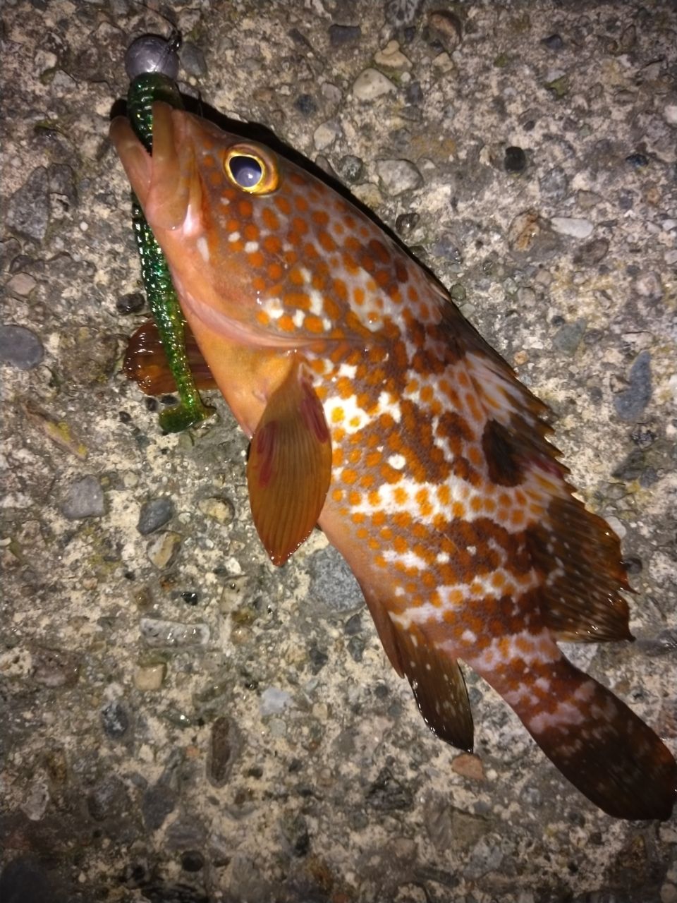 マゴチ