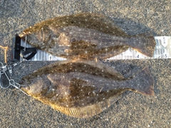 ヒラメの釣果